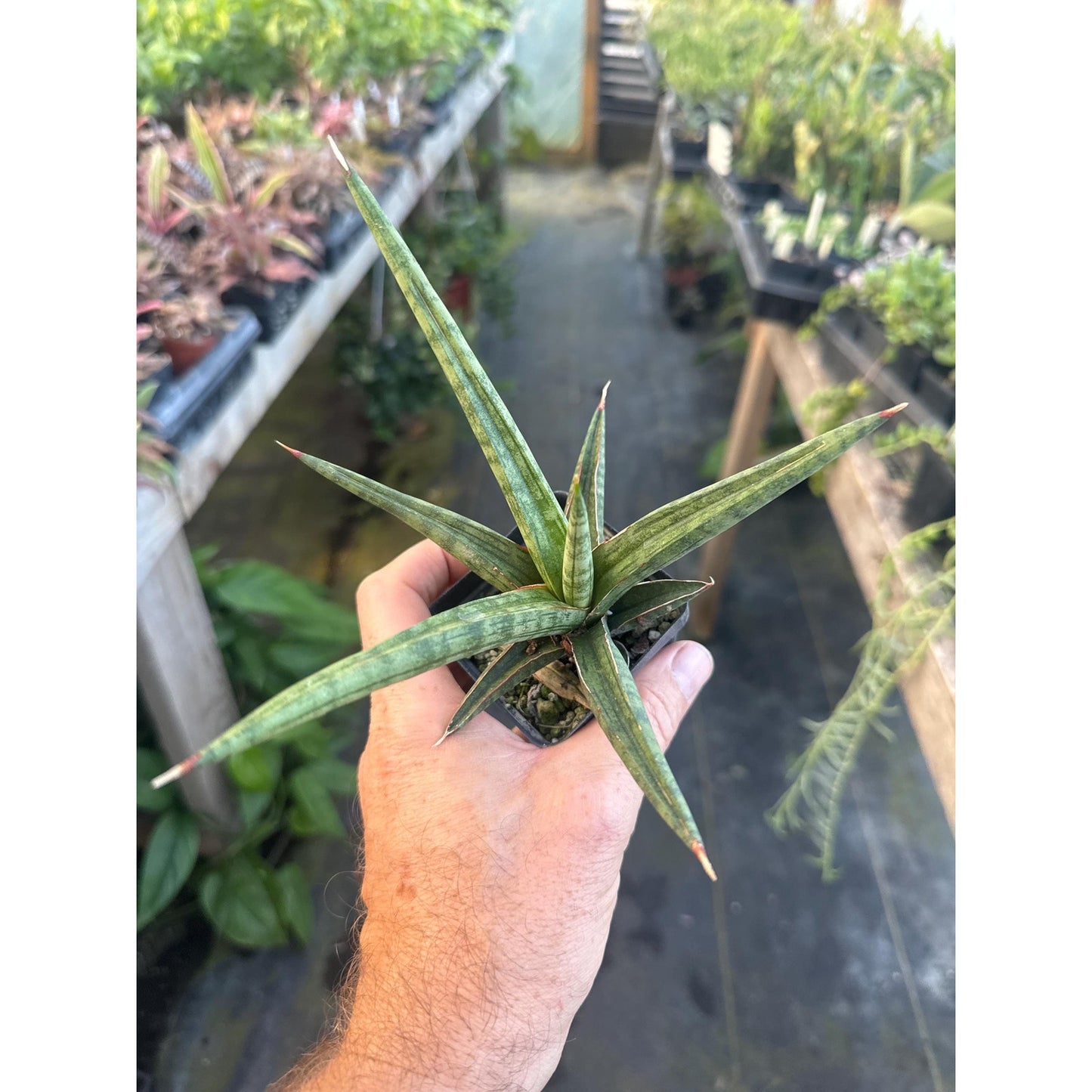 Sansevieria ‘Bob Smoley’! Very hard to find!