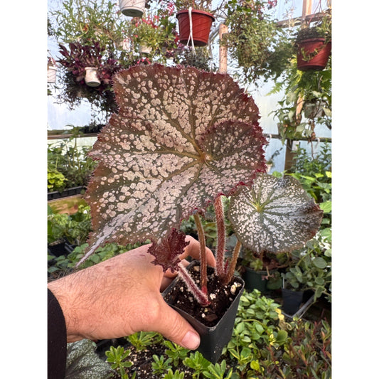 Begonia ‘island magic’