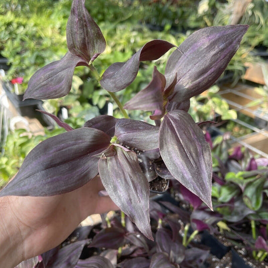 Tradescantia zebrina ‘DEEP PURPLE’