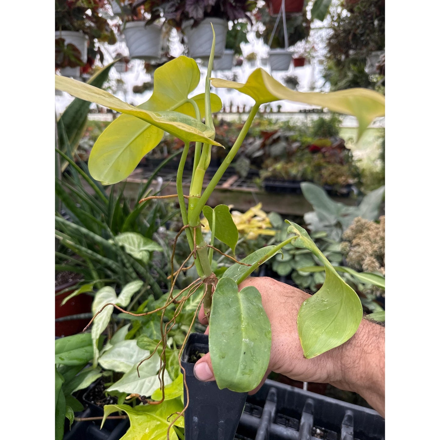 Philodendron bipennifolium ‘aurea’- Golden hammerhead Philodendron