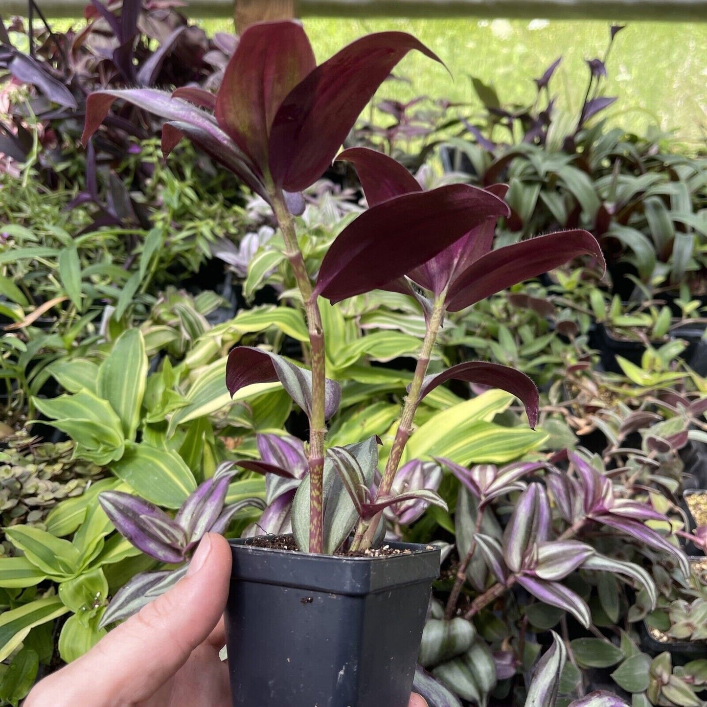 Tradescantia zebrina ‘SILVER PLUS’