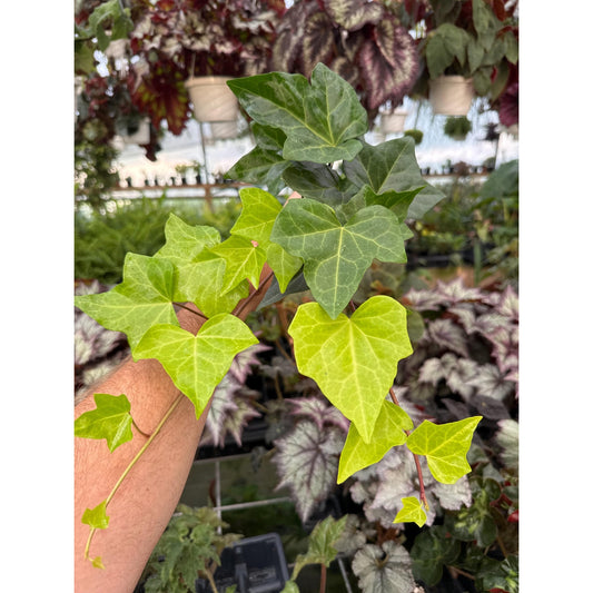 Ivy - Hedera algeriensis ‘neon’