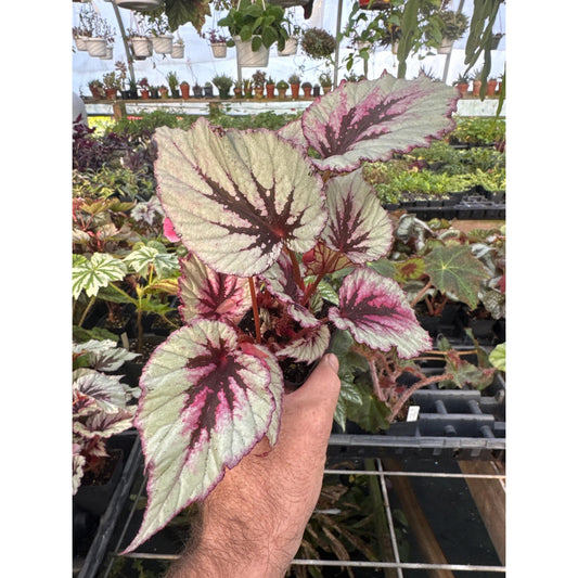 Begonia ‘Shadow King Cherry Mint’ - Very pretty rex begonia