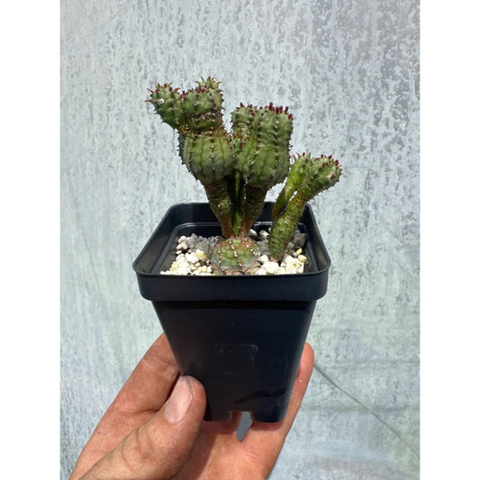 Euphorbia horrida f. monstrosa