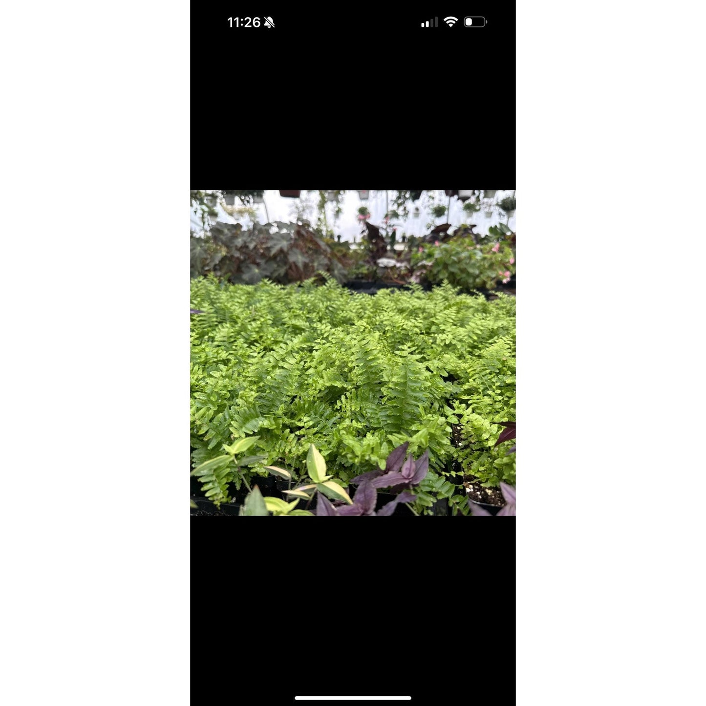 Nephrolepis cordifolia ‘emerald queen’! Upright Boston fern