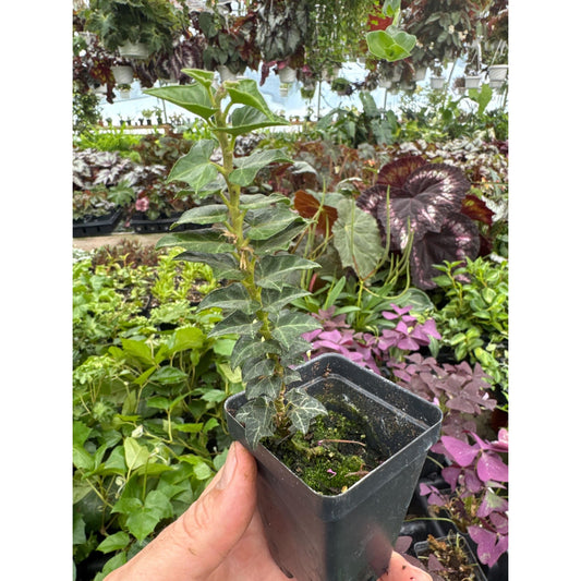 Ivy - Hedera helix ‘erecta’