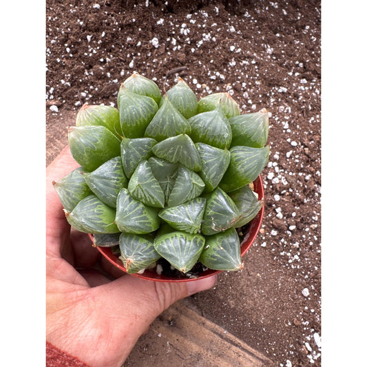 Haworthia ‘sansenjyu’