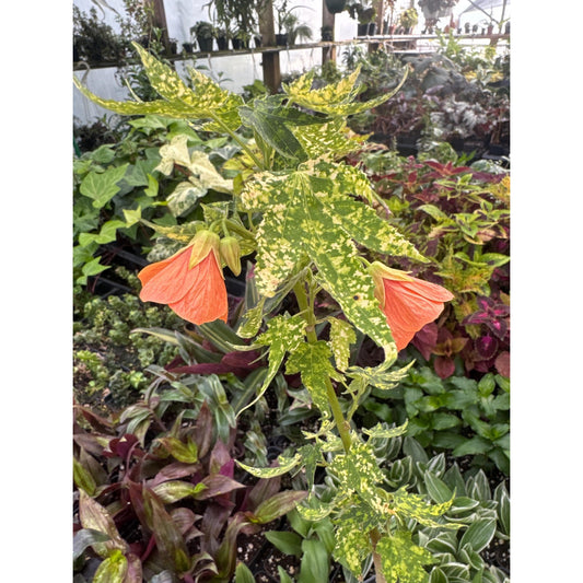 Abutilon pictum ‘thompsonii’