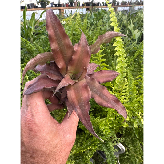 Cryptanthus marginatus