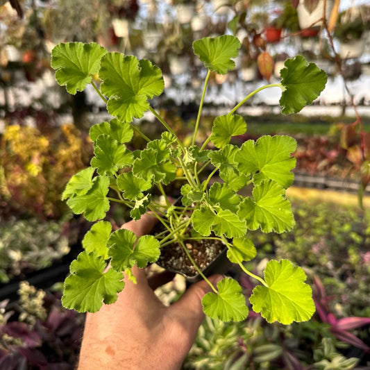 Pelargonium ‘cook’s apple cider’! Scented Geranium!