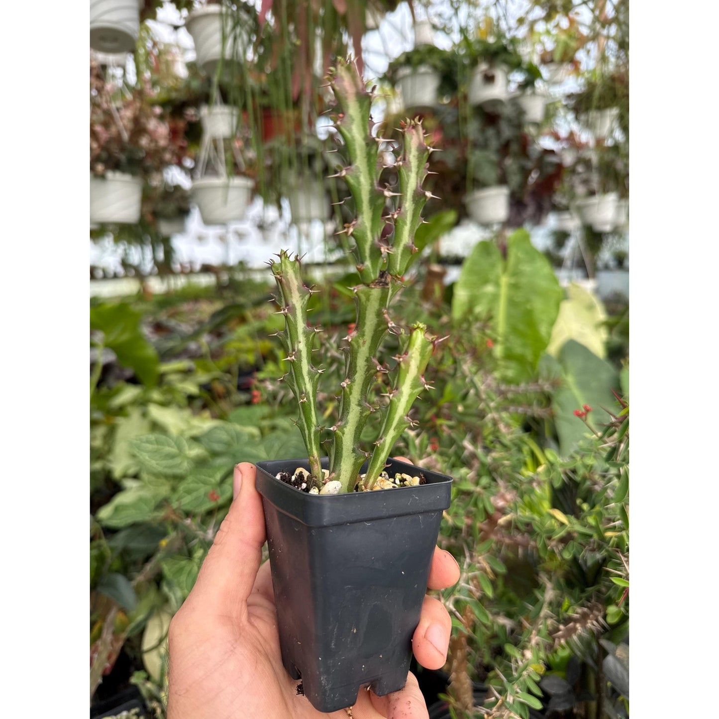 Euphorbia knuthii