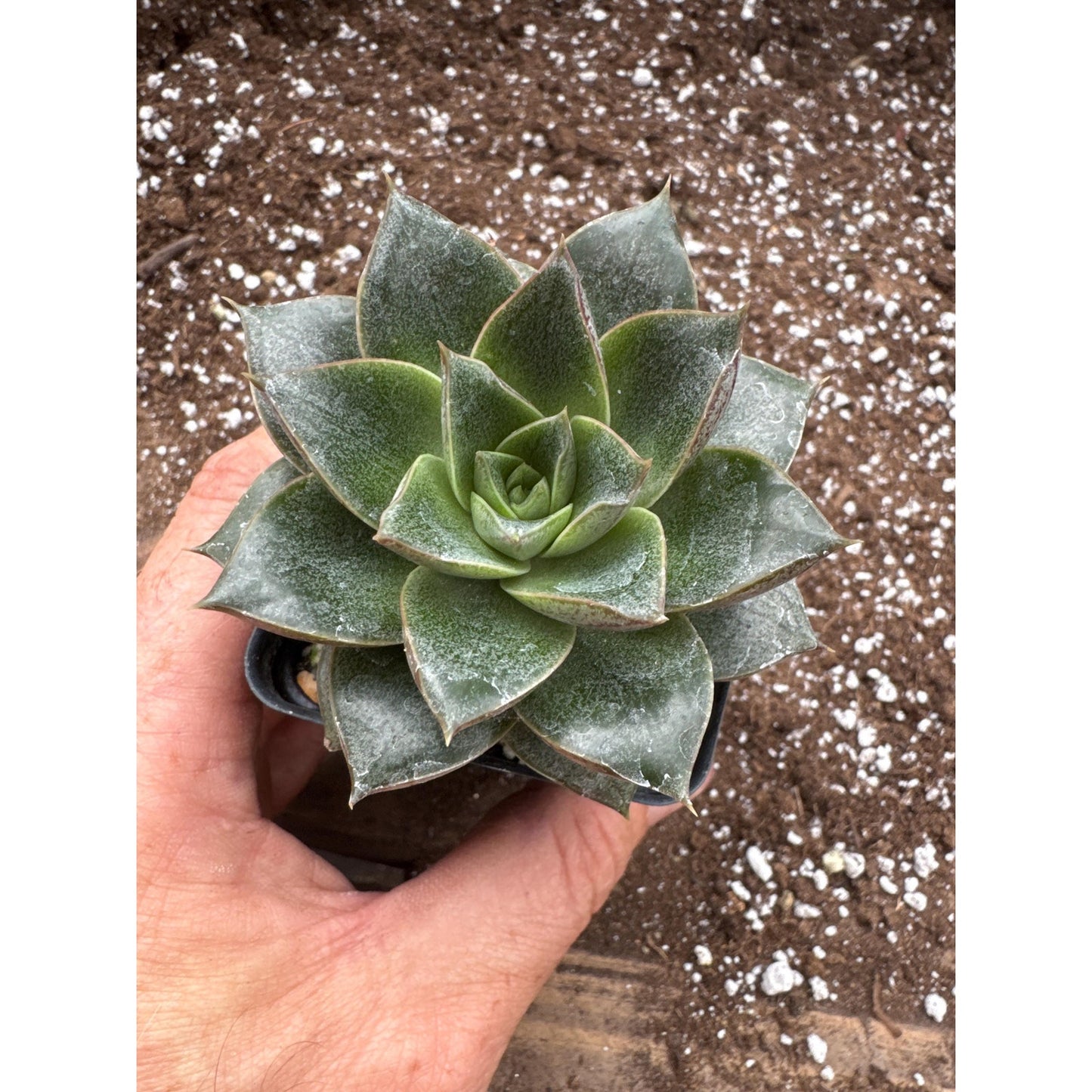 Echeveria purpusorum