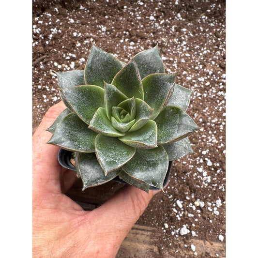 Echeveria purpusorum