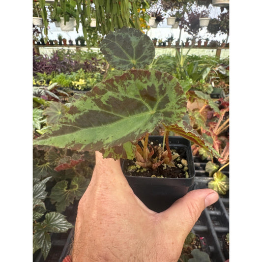Begonia burkillii
