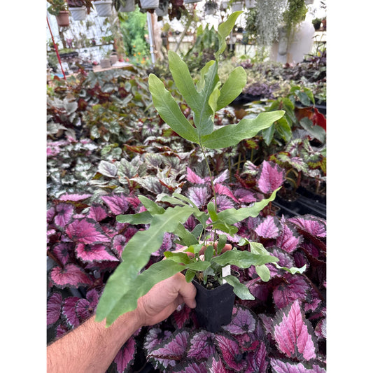 Blue star fern