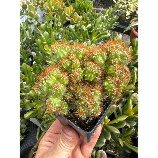 Cereus peruvianus monstrose