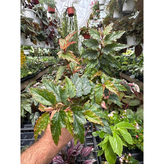 Begonia ‘medora’