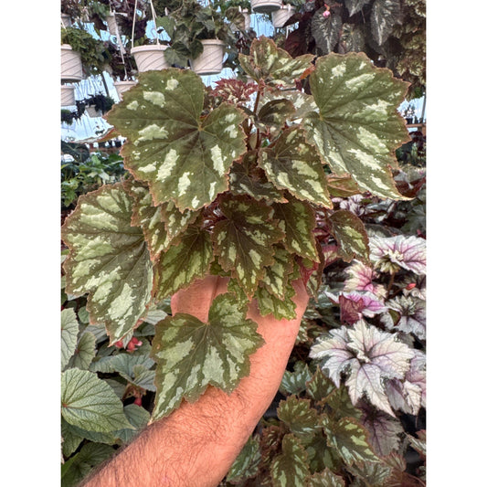 Begonia ‘grenada’