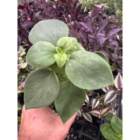 Peperomia “MOONSET” - Fuzzy plant