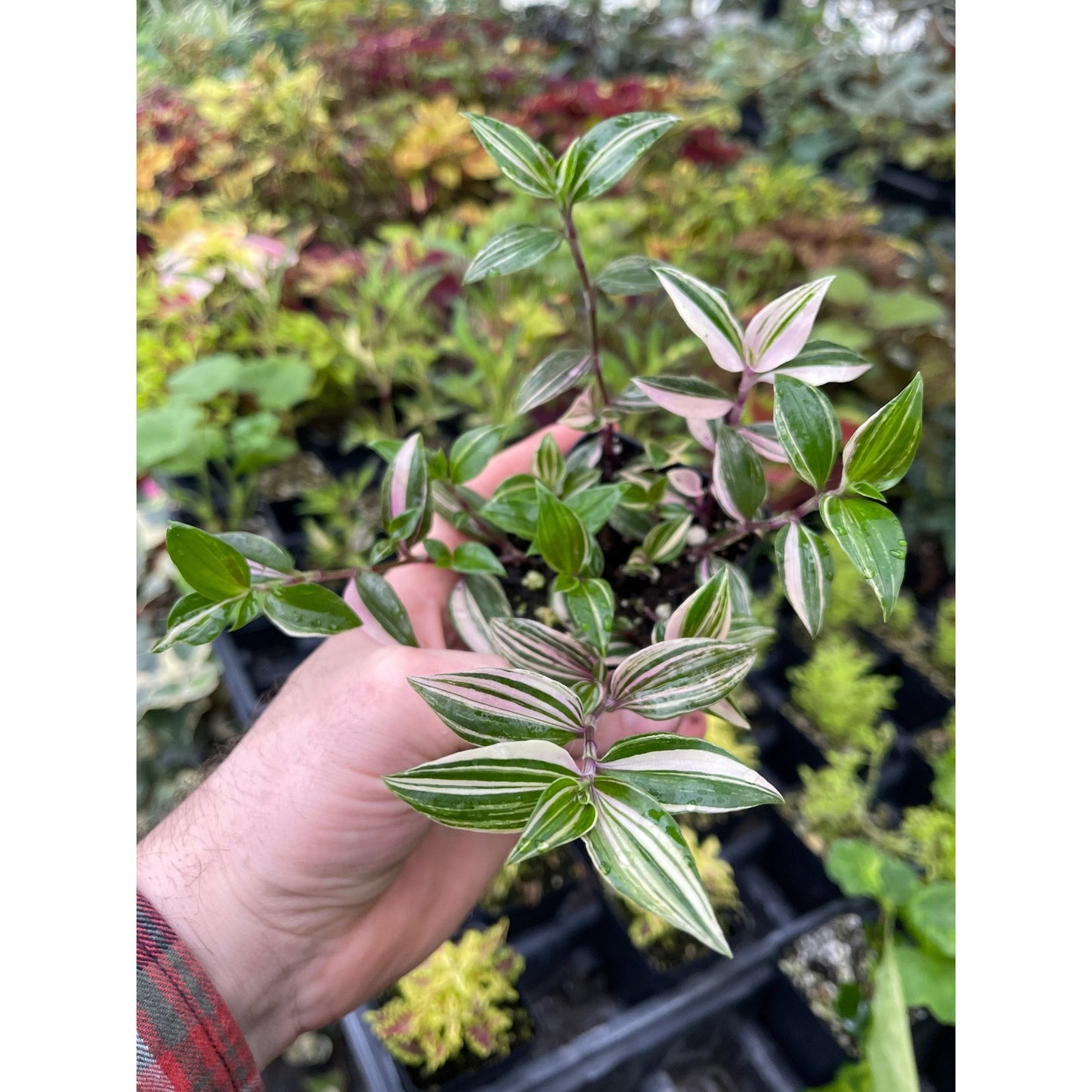 Tradescantia mundula ‘leakenensis rainbow’!