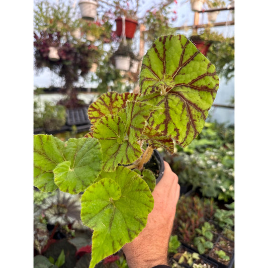 Begonia ‘cowardly lion’