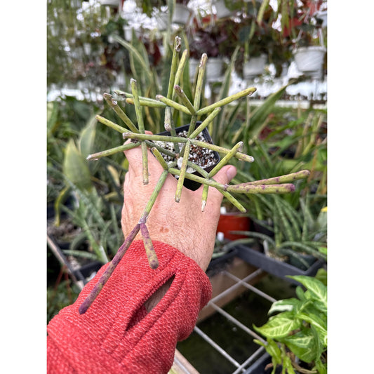 Rhipsalis neves-armandii - Nice rooted plants!