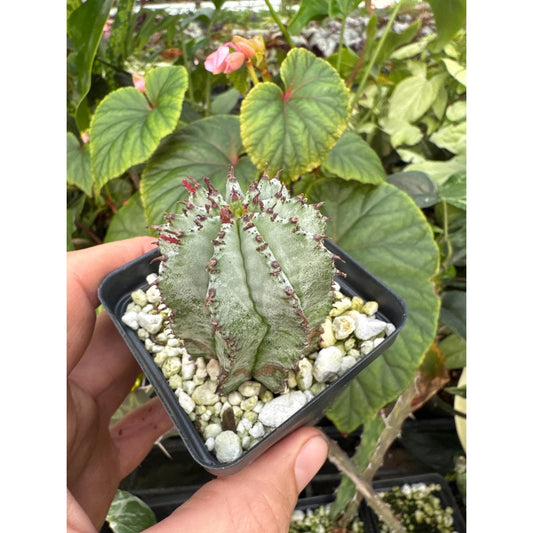 Euphorbia horrida