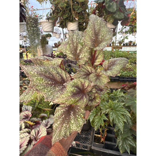 Begonia ‘shadow king rose frost’