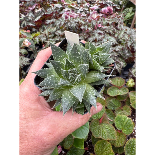 Aloe aristata