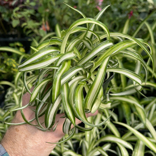 Curly Spider Plant - Chlorophytum commosum ‘BONNIE’