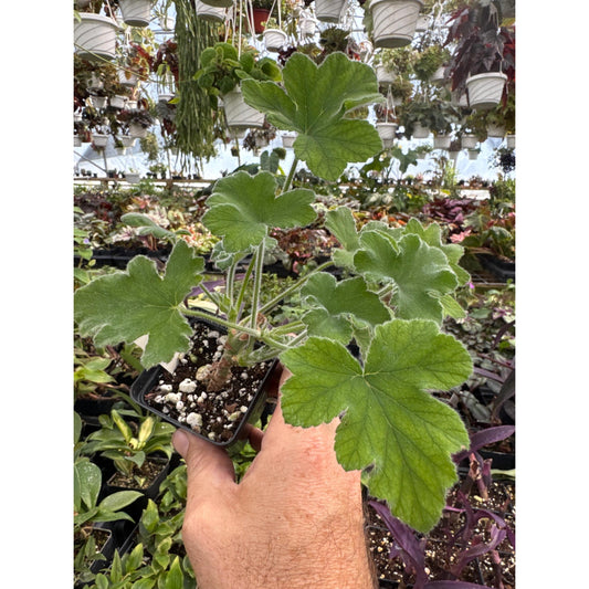Pelargonium tomentosum- Mint scented Geranium!