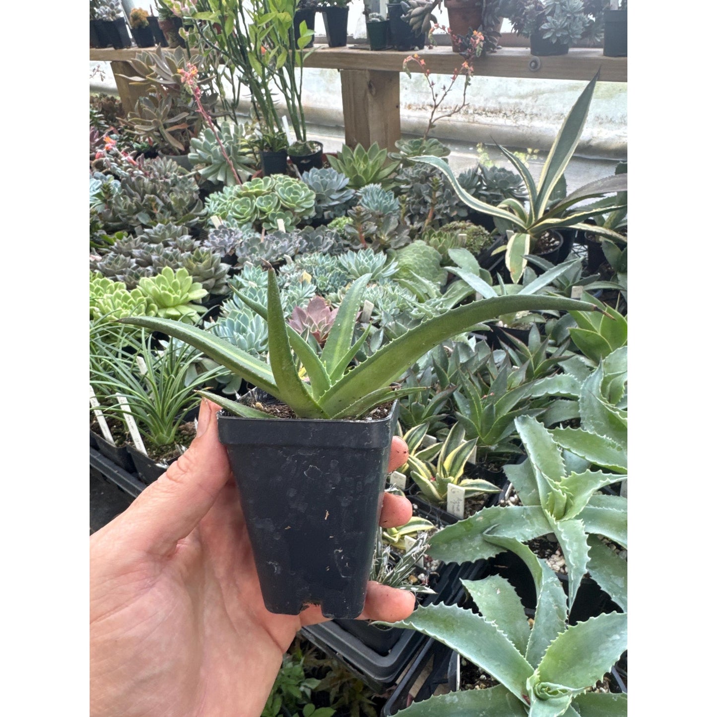 Agave nizandensis