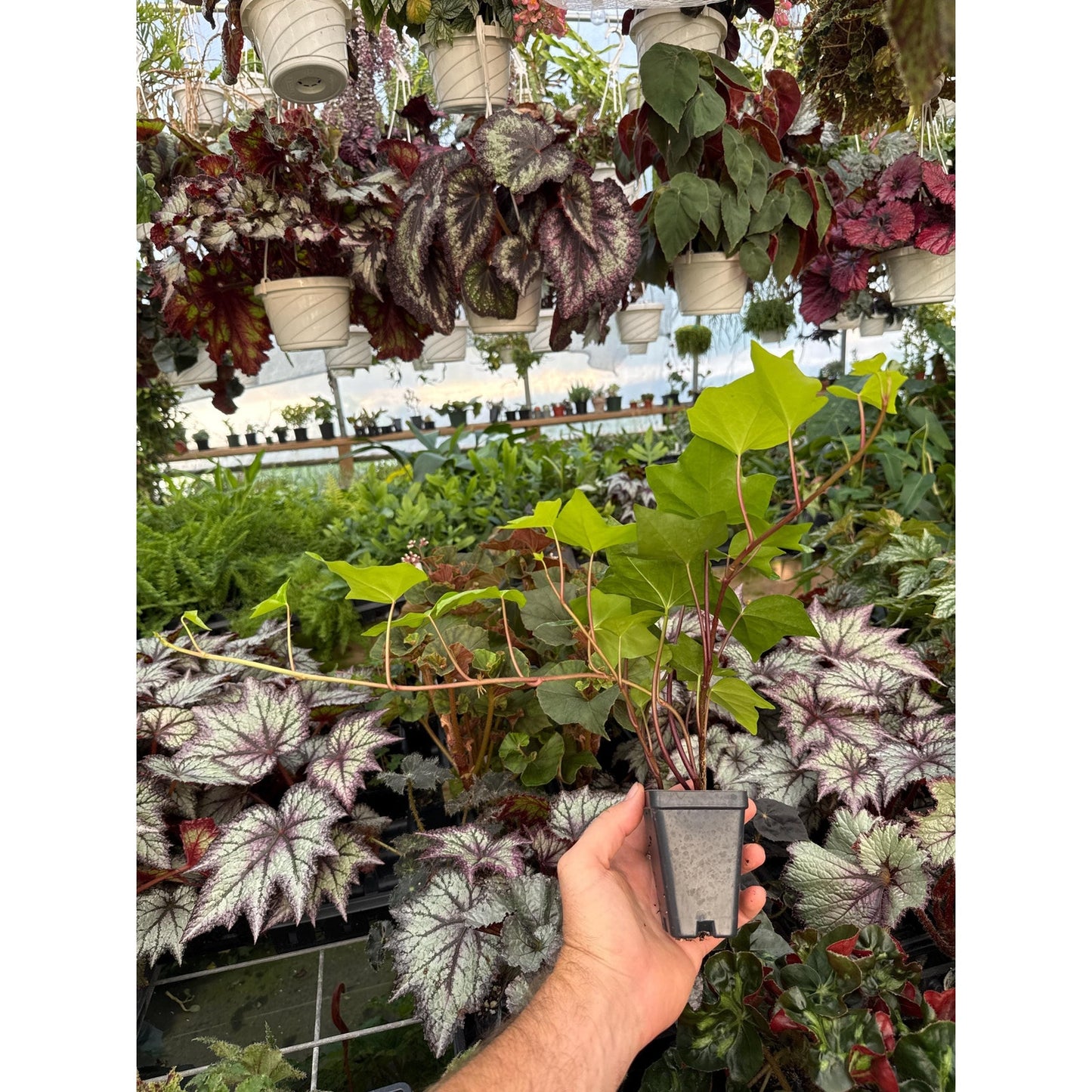 Ivy - Hedera algeriensis ‘neon’