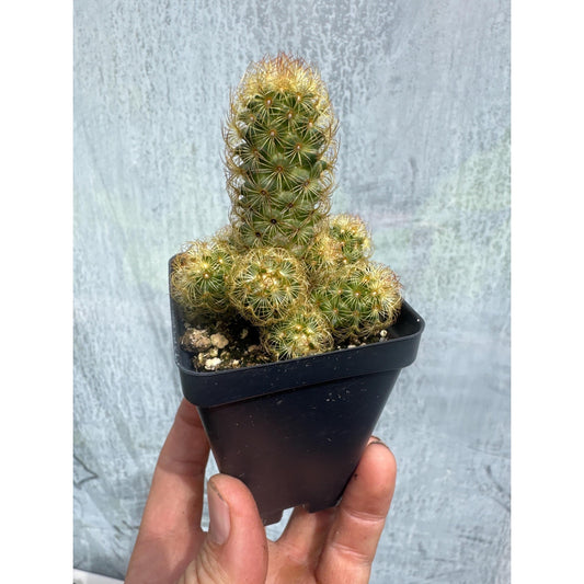 Ladyfinger cactus- Mammillaria elongata