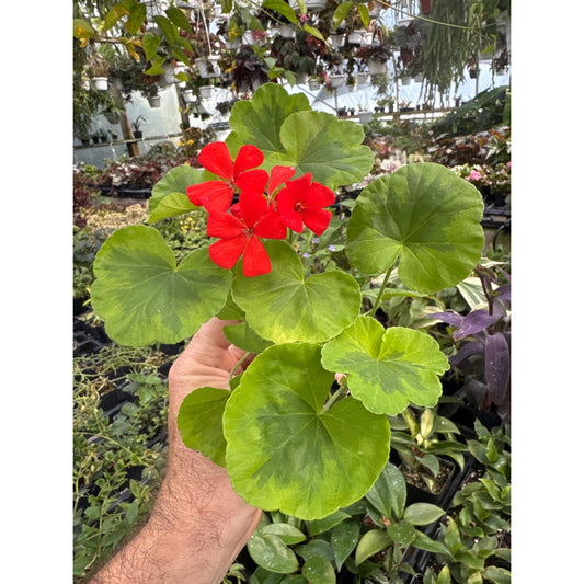 Pelargonium ‘crystal palace gem’! - Fancy leaf Geranium!