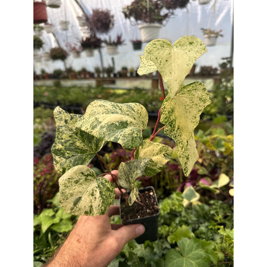 Ivy - Hedera algeriensis ‘marble’
