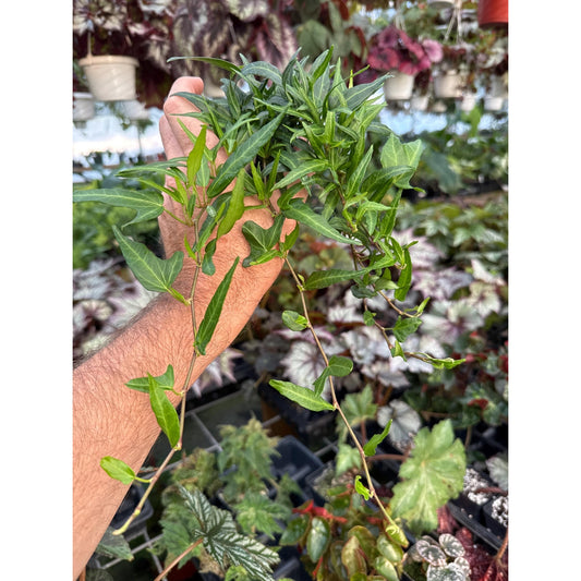 Ivy - Hedera helix ‘hester’