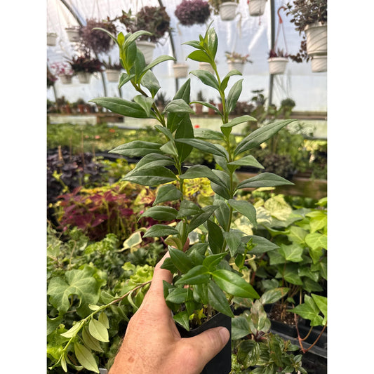 Aeschynanthus garrettii- Hard to find “lipstick plant”