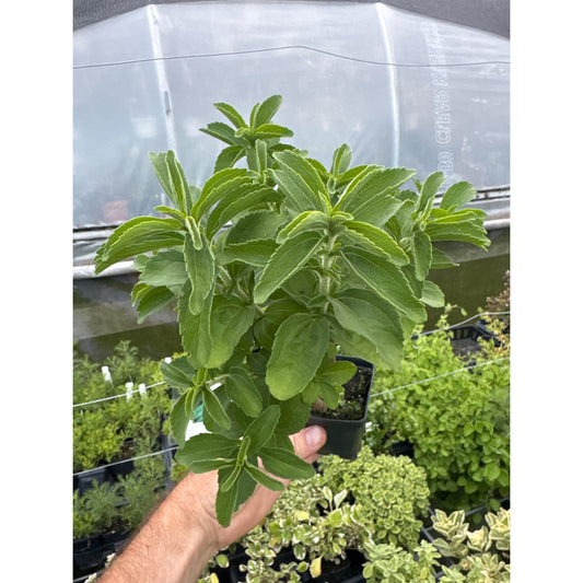 STEVIA PLANT