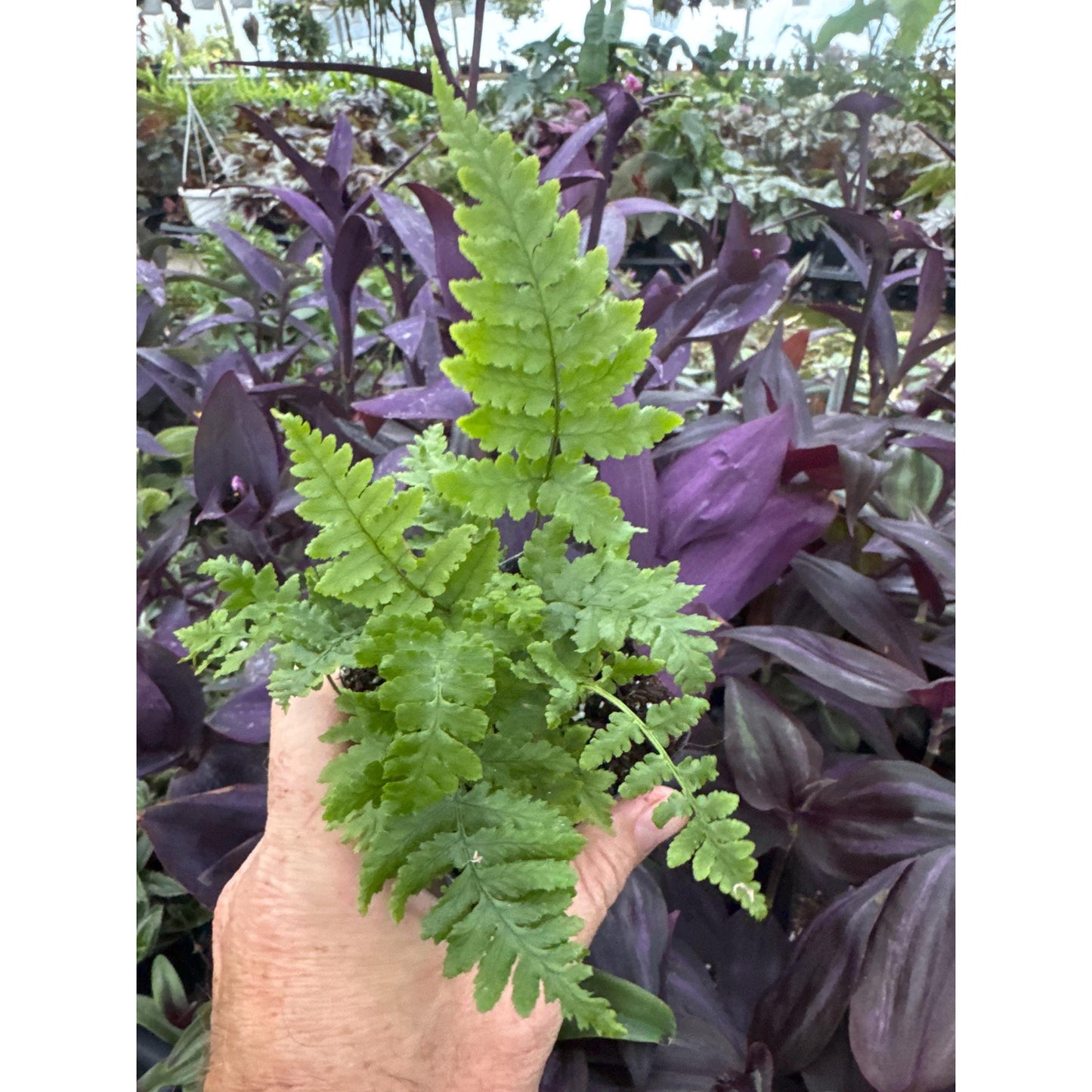 Beautiful Wood Fern-Dryopteris pulcherrima- Hardy Fern
