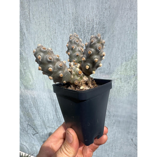 Austrocylindropuntia mollinensis