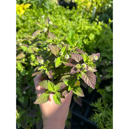 Aztec Sweet Herb - Lippia dulcis 2.5 inch pot