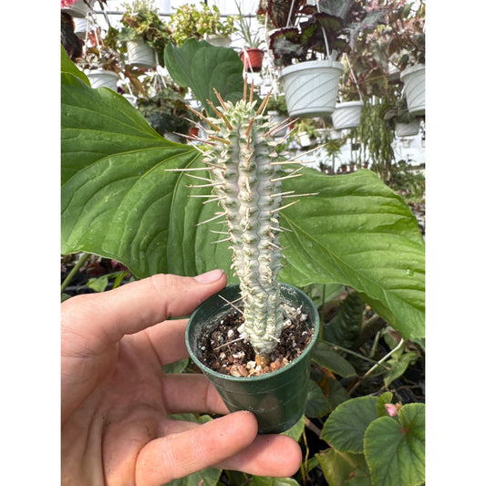 Euphorbia mammillaris variegated