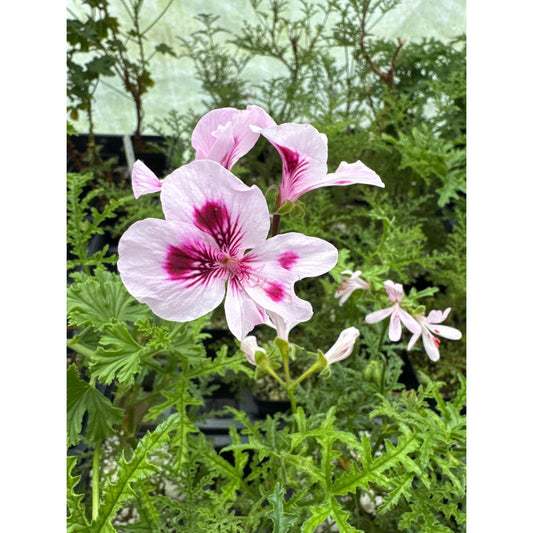 Pelargonium ‘ansbrook friut sundae’