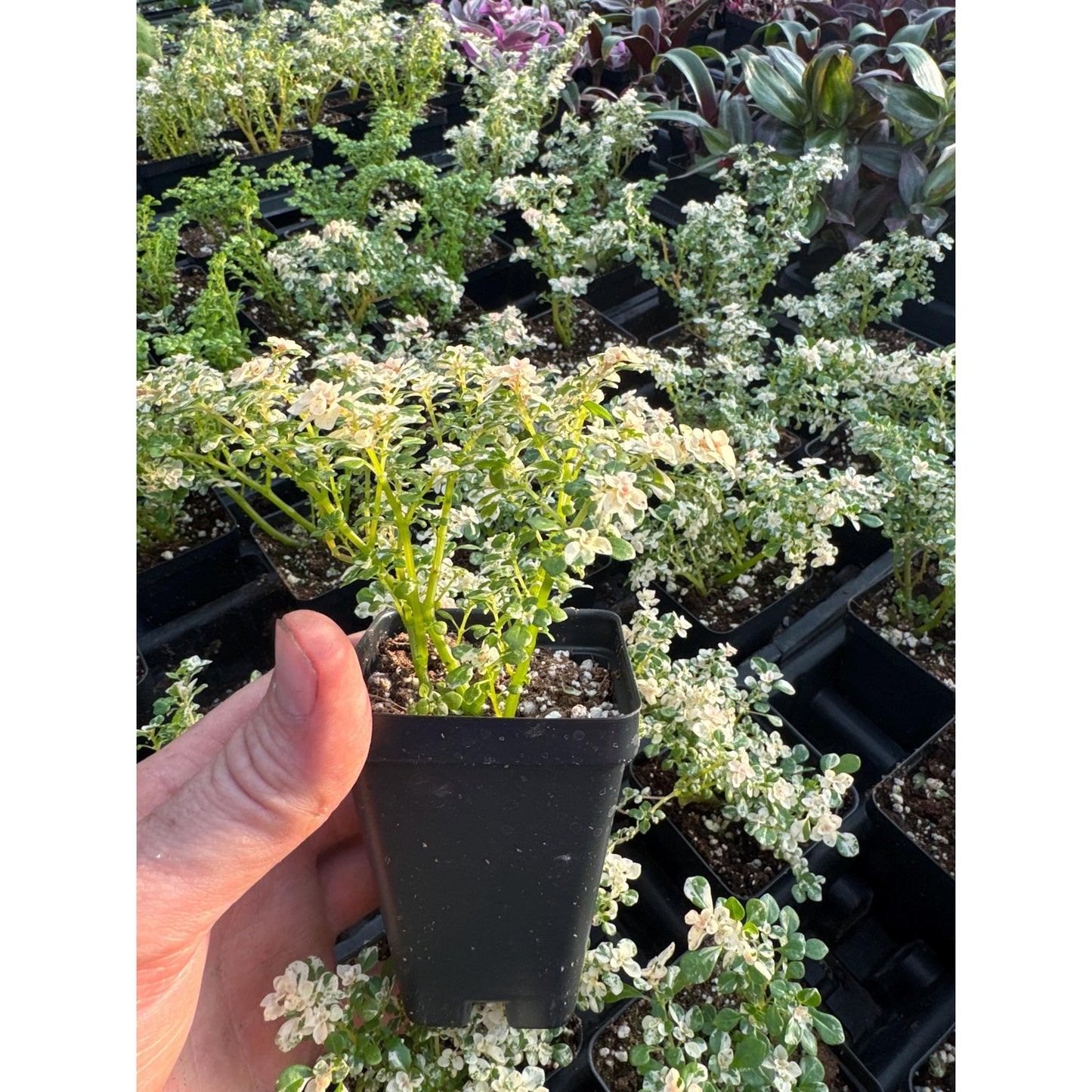 Variegated Pilea microphylla