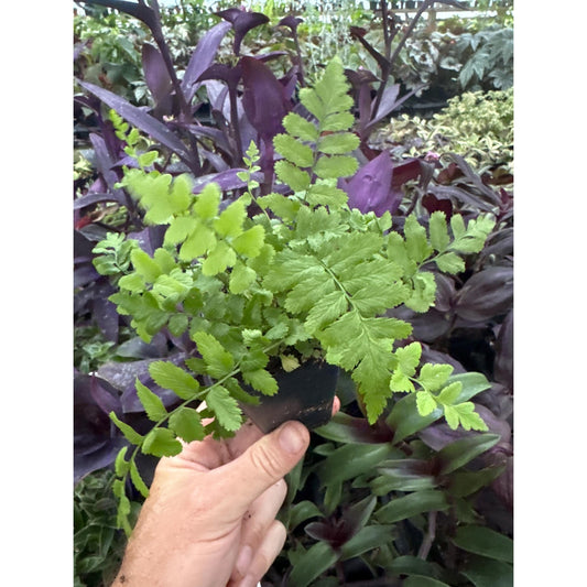 Tokyo Wood Fern-Dryopteris tokyoensis- Hardy fern