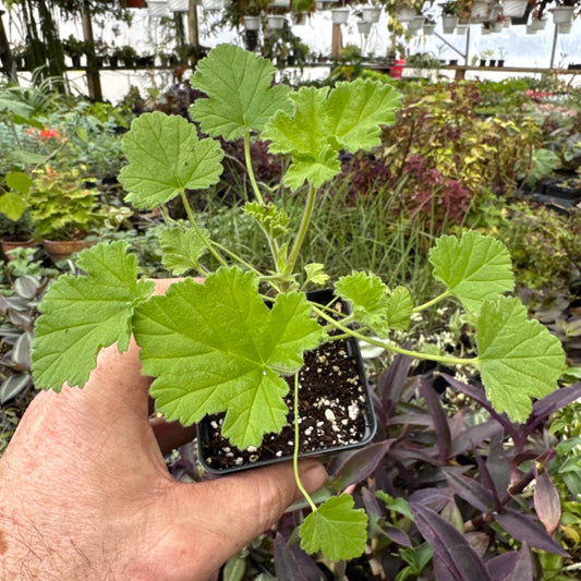 Pelargonium ‘attar of roses’! Scented Geranium!