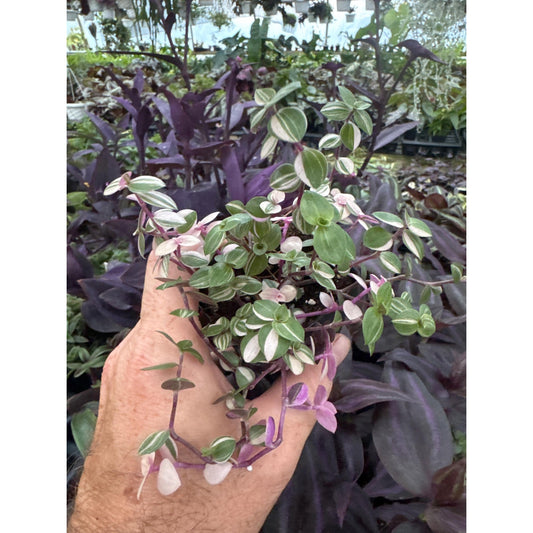 Callisia repens ‘BIANCA’