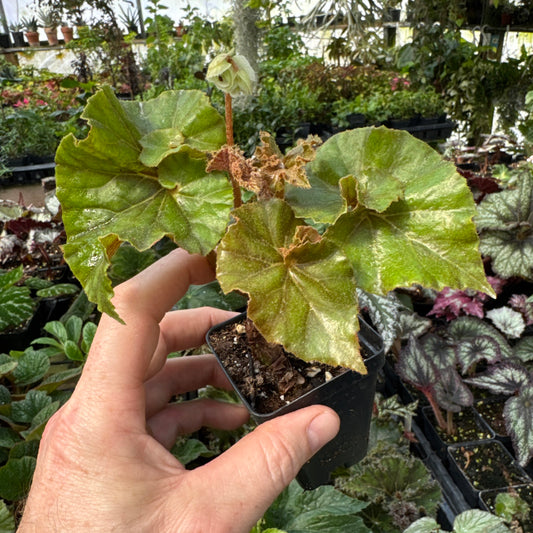 Begonia ‘CARELESS WHISPER’