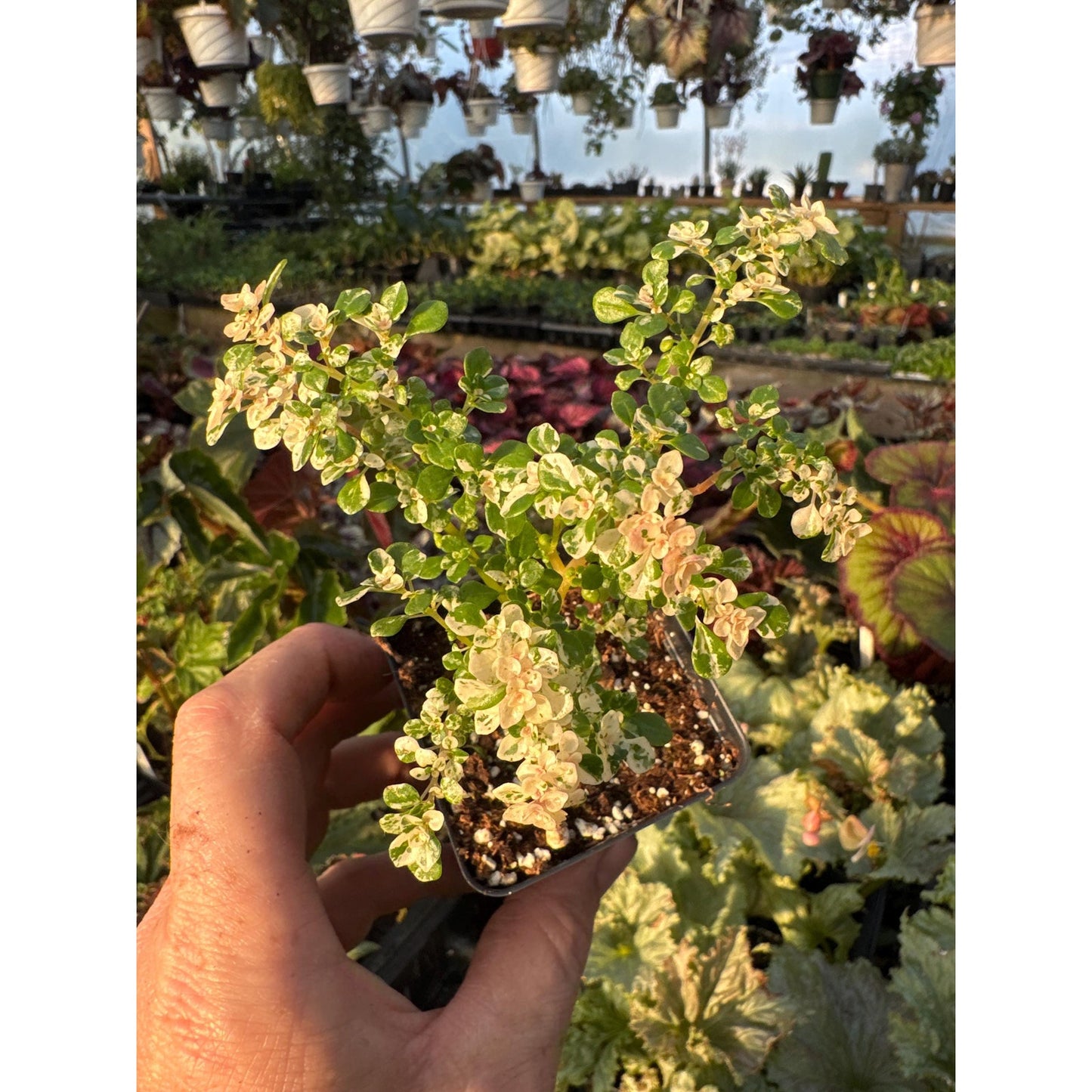 Variegated Pilea microphylla